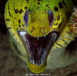 This is a photo of a Moray Eel trying to play with my cam... by Glenn Ian Villanueva 
